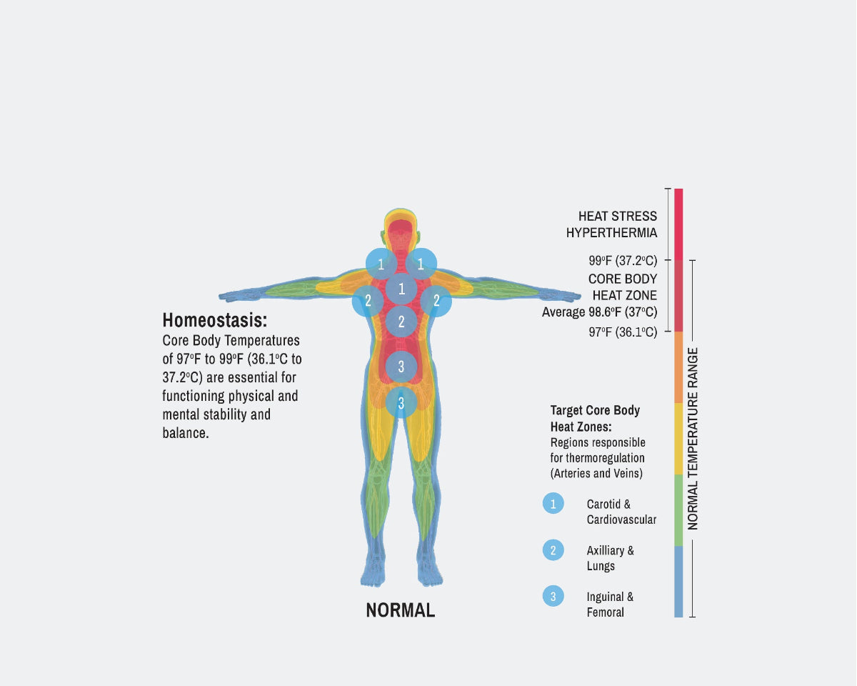 Diagram of a human body with color-coded temperature zones and text about homeostasis.