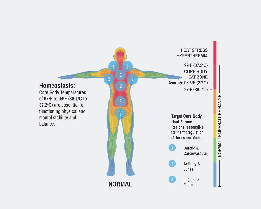 Diagram of a human body with color-coded temperature zones and text about homeostasis.
