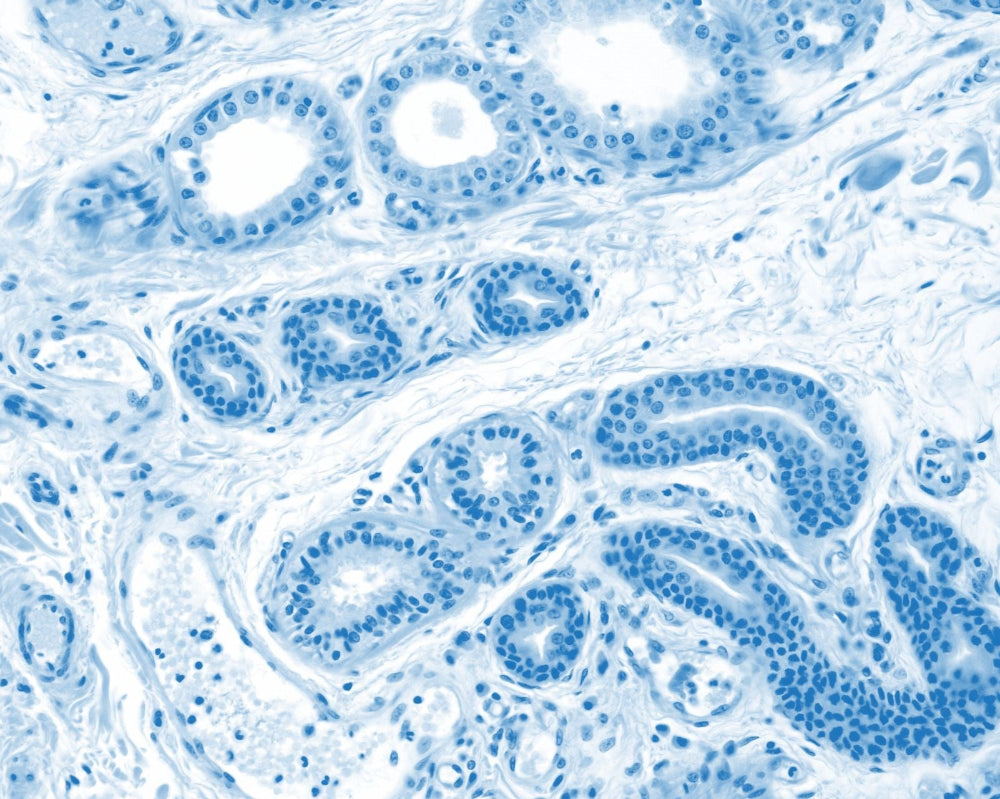Microscopic view of muscle tissue with blue staining